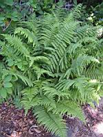 Dryopteris Affinis (ss-esp Affinis) (fam Dryopteridacees) (Europe, Asie) (01) (Photo F. Mrugala)